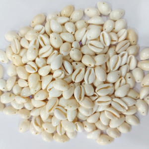 Natural Sea Shell Cowrie/Kodi for Craft Work, White colour, 000 size