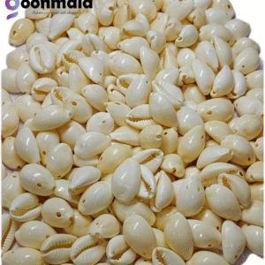 Natural Sea Shell Cowrie/Kodi for Craft Work White colour 24mm 100 pc