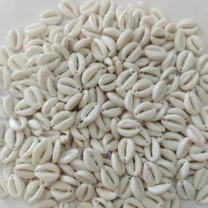 WhiteColour Artificial (Plastic) kodi/Cowrie for Craft, Jewllery, Bracelet, Rakhi, Embroidery Work 200 Piece 
